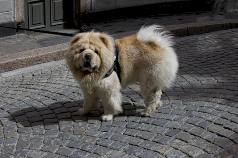big fluffy dog