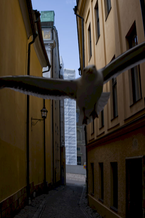 gull flying at the camera in a narrow lane
